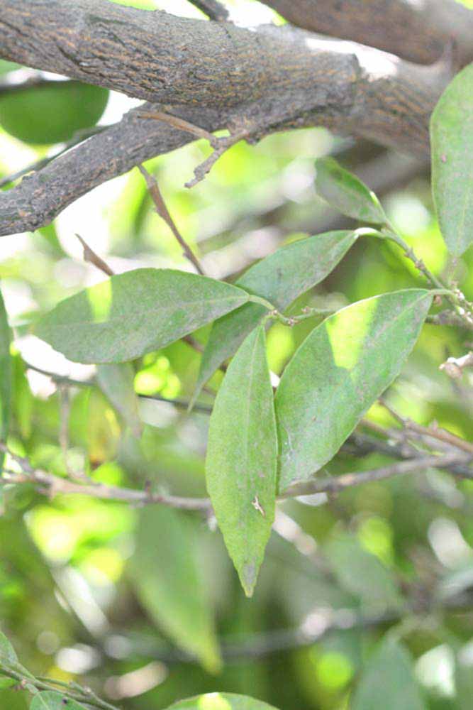              Shade leaves (Riverside, CA)       