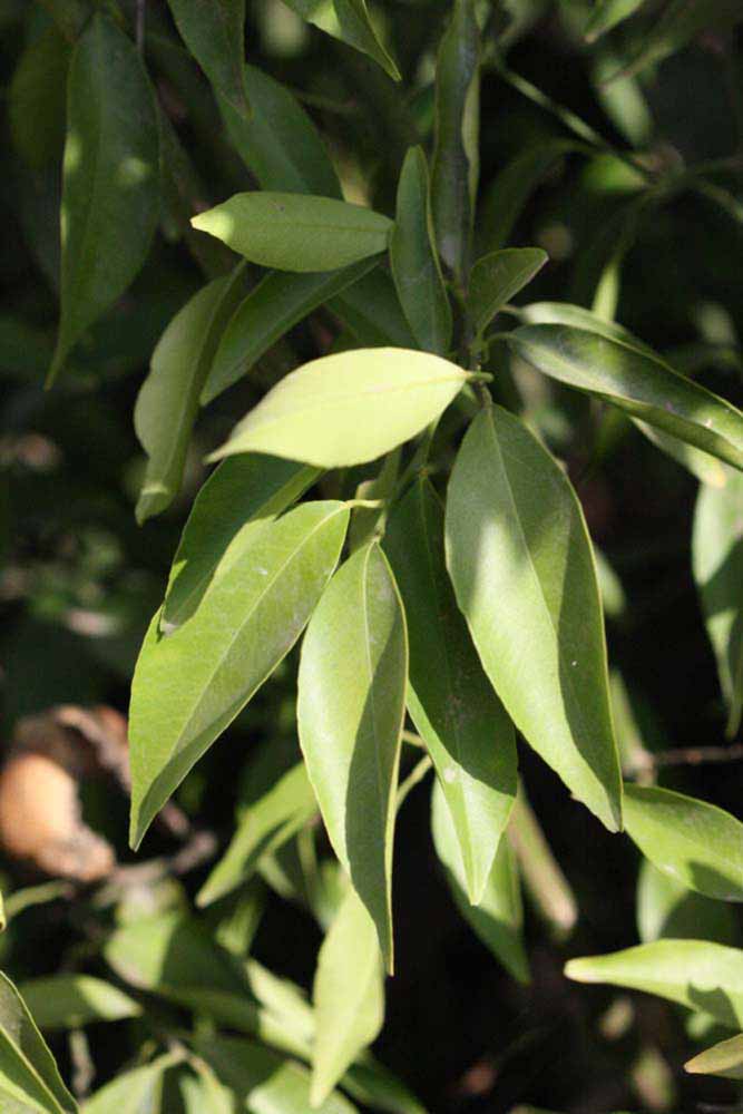              Sun leaves (Riverside, CA)       