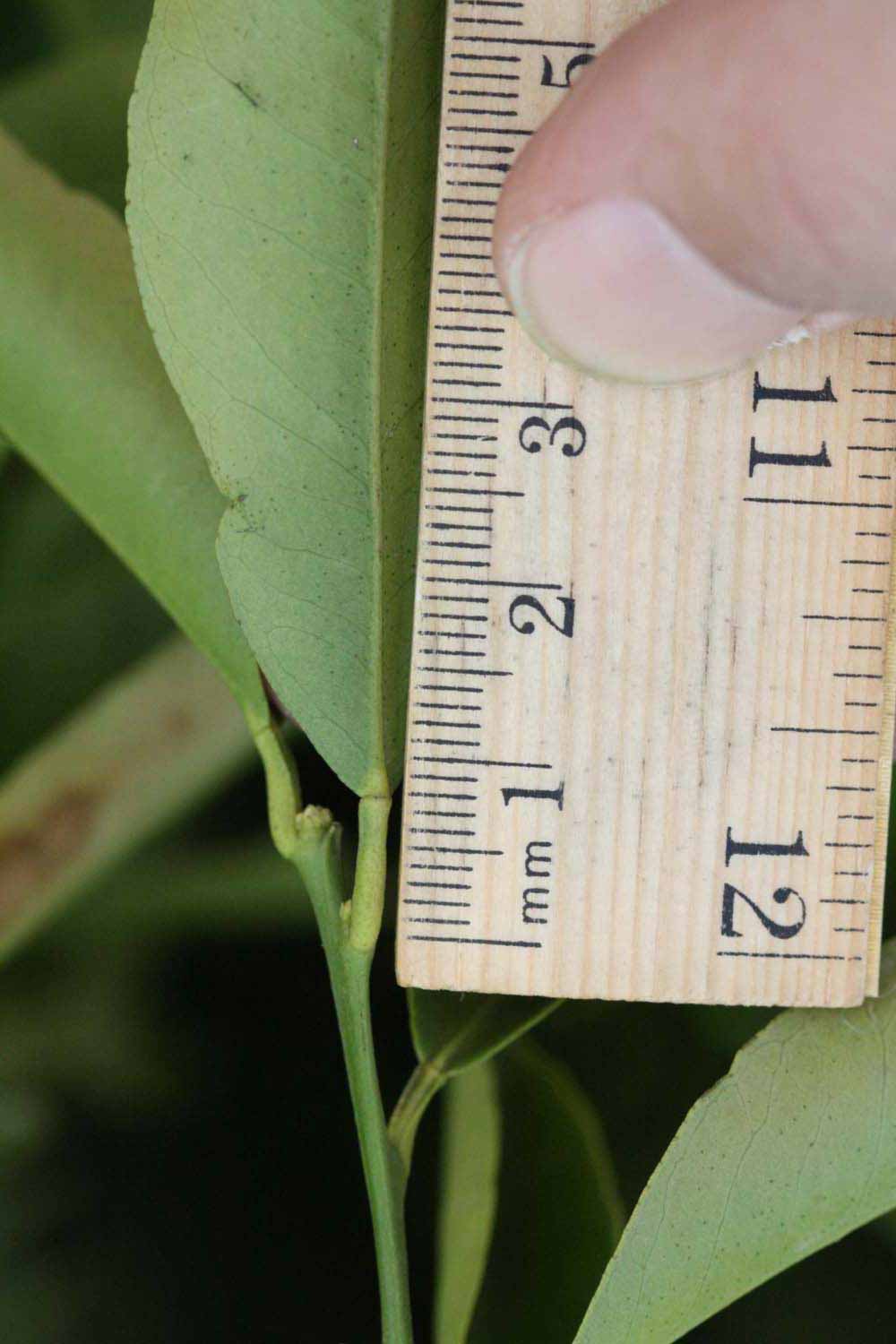            Unifoliolate leaf (Riverside, CA)   