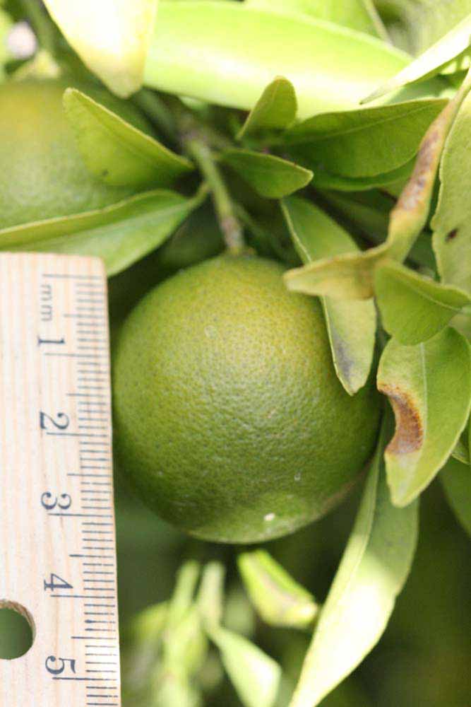              Immature fruit (Riverside, CA)       