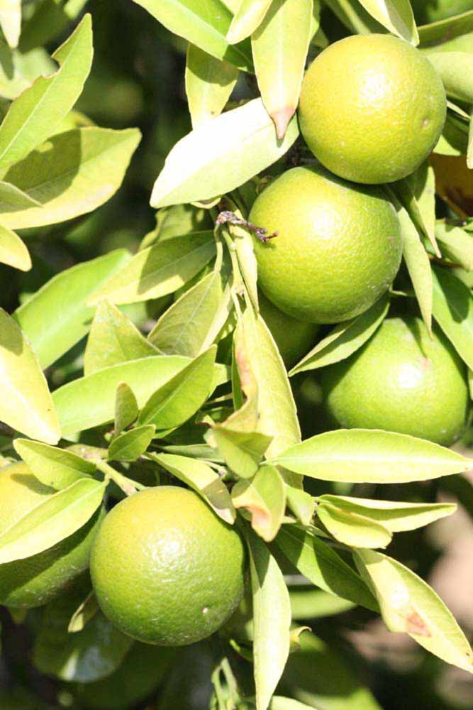              Immature fruit (Riverside, CA)       