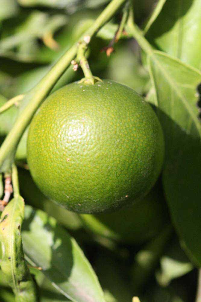              Immature fruit (Riverside, CA)       