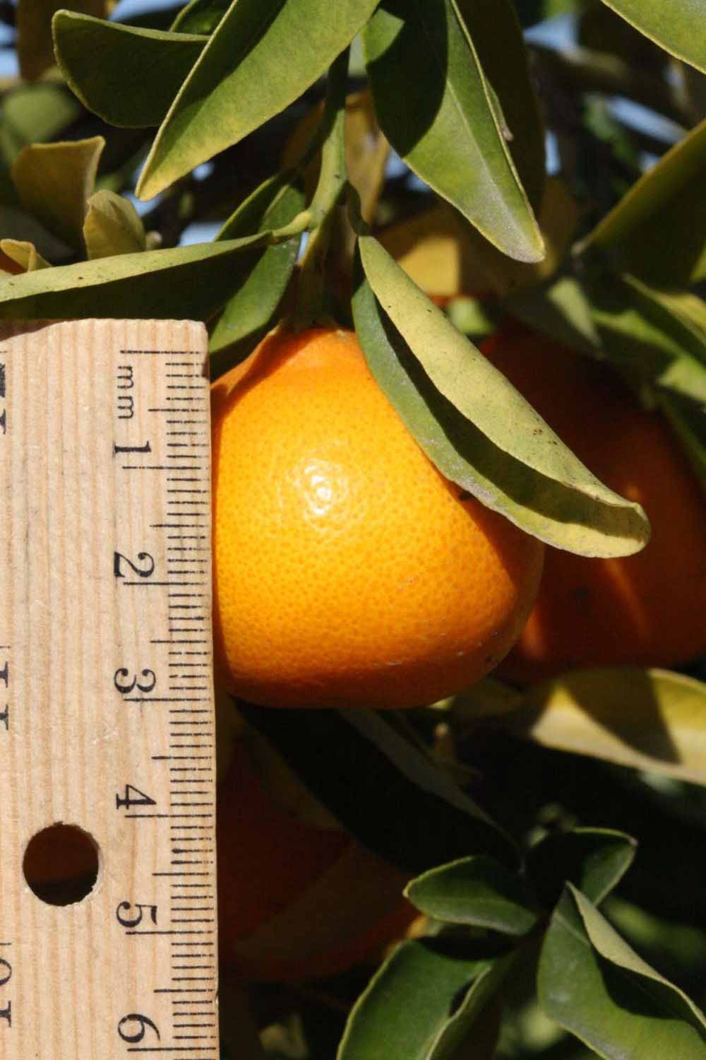              Fruit (Riverside, CA)       