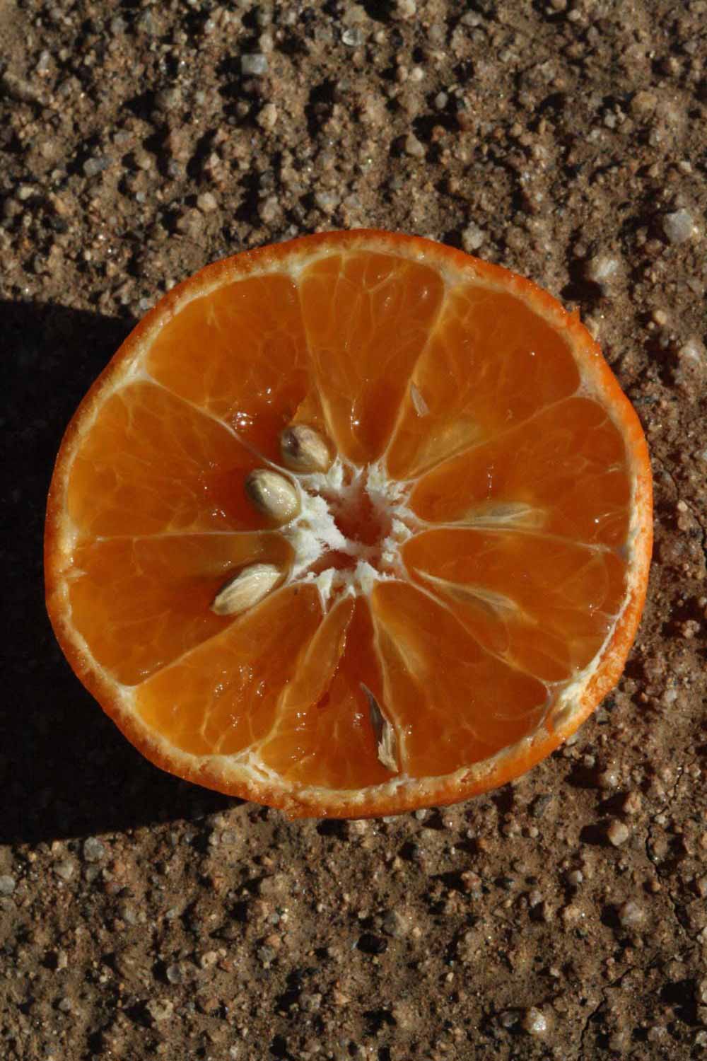              Fruit cross-section (Riverside, CA)       