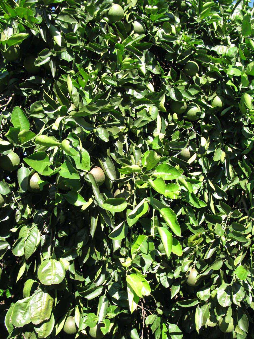              Sun leaves (Winter Haven, FL)       