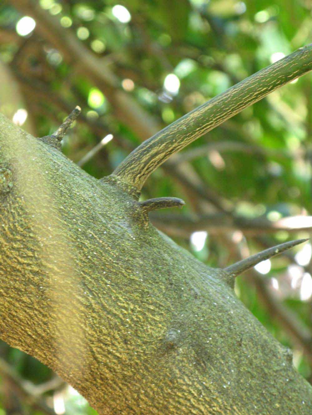              Bark (Winter Haven, FL)       