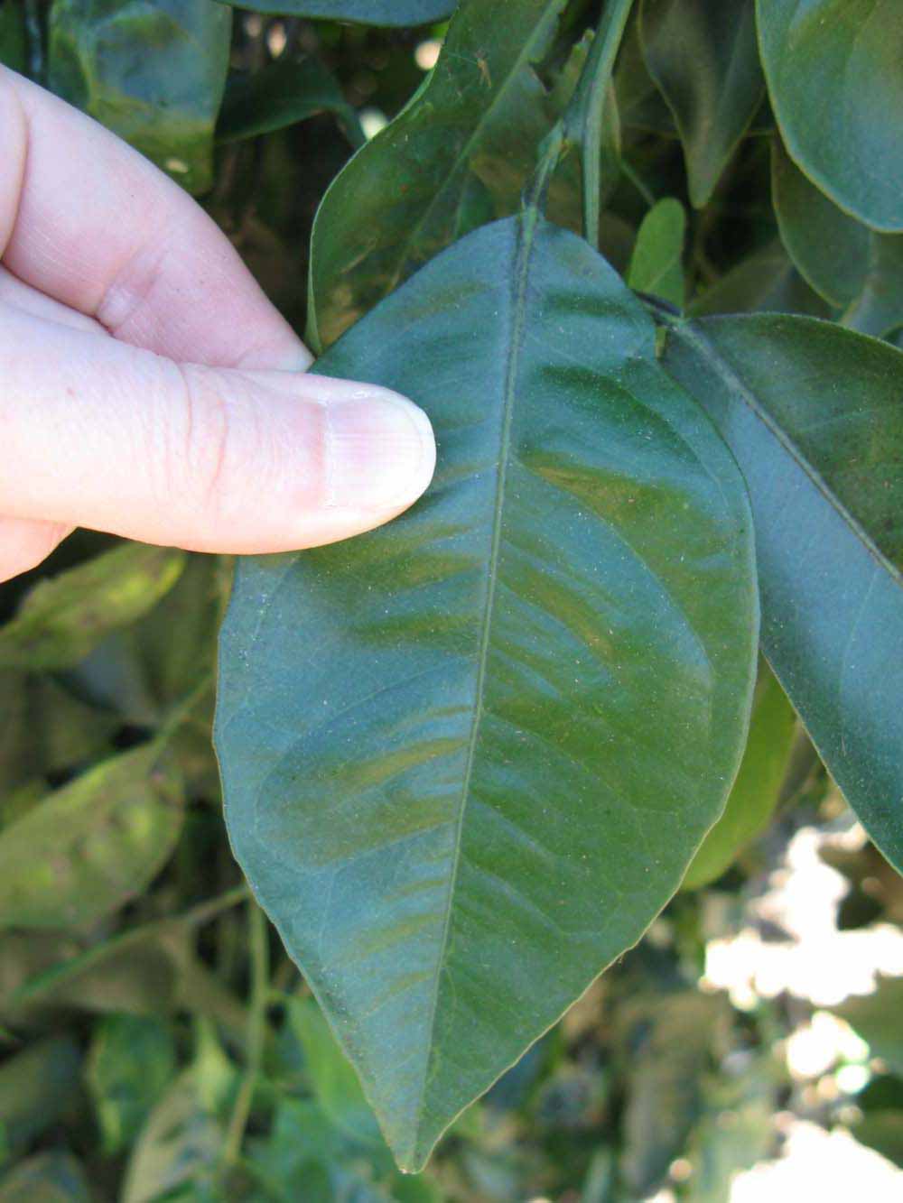            Unifoliolate leaf (Winter Haven, FL)   