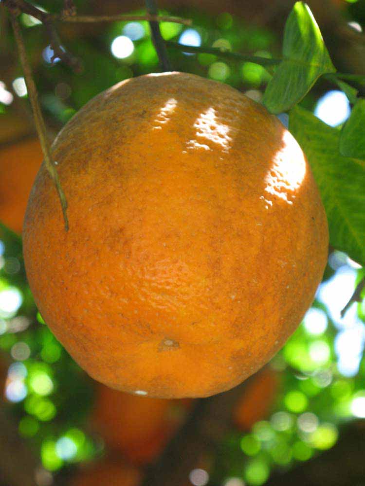            Fruit (Winter Haven, FL)   