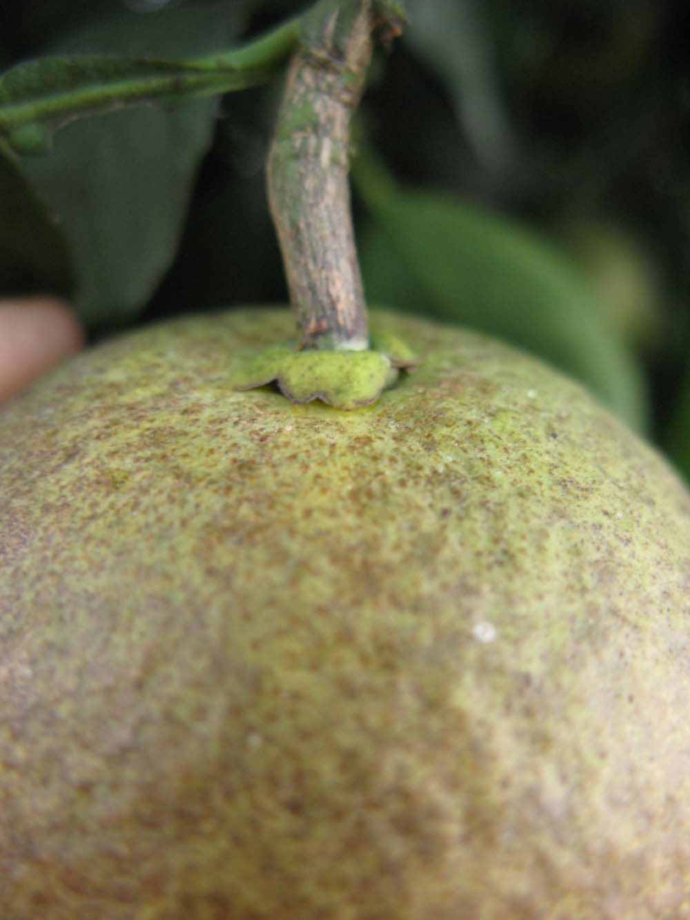              Fruit (Winter Haven, FL)       