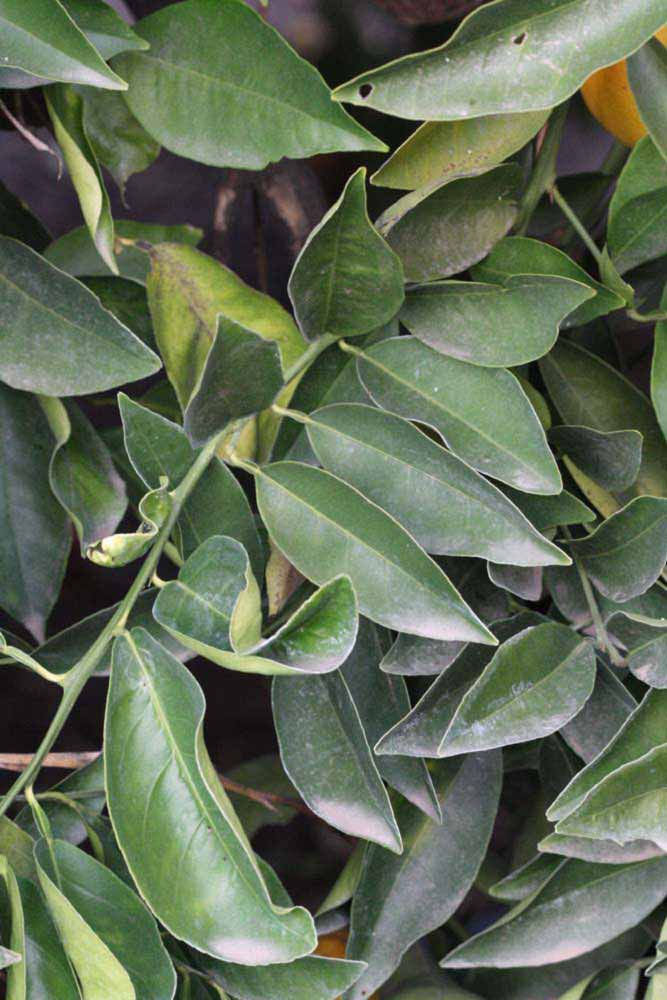            Sun leaves (Riverside, CA)   