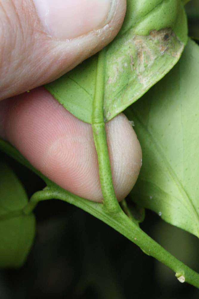              Petiole (Riverside, CA)       