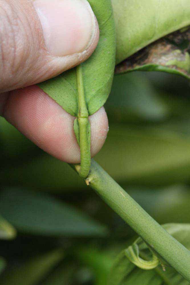              Petiole (Riverside, CA)       