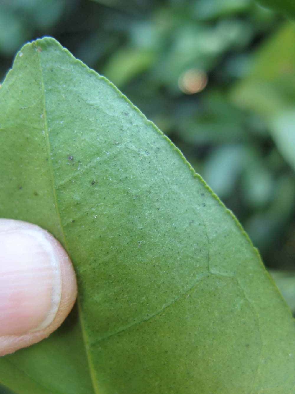              Margin (Winter Haven, FL)       