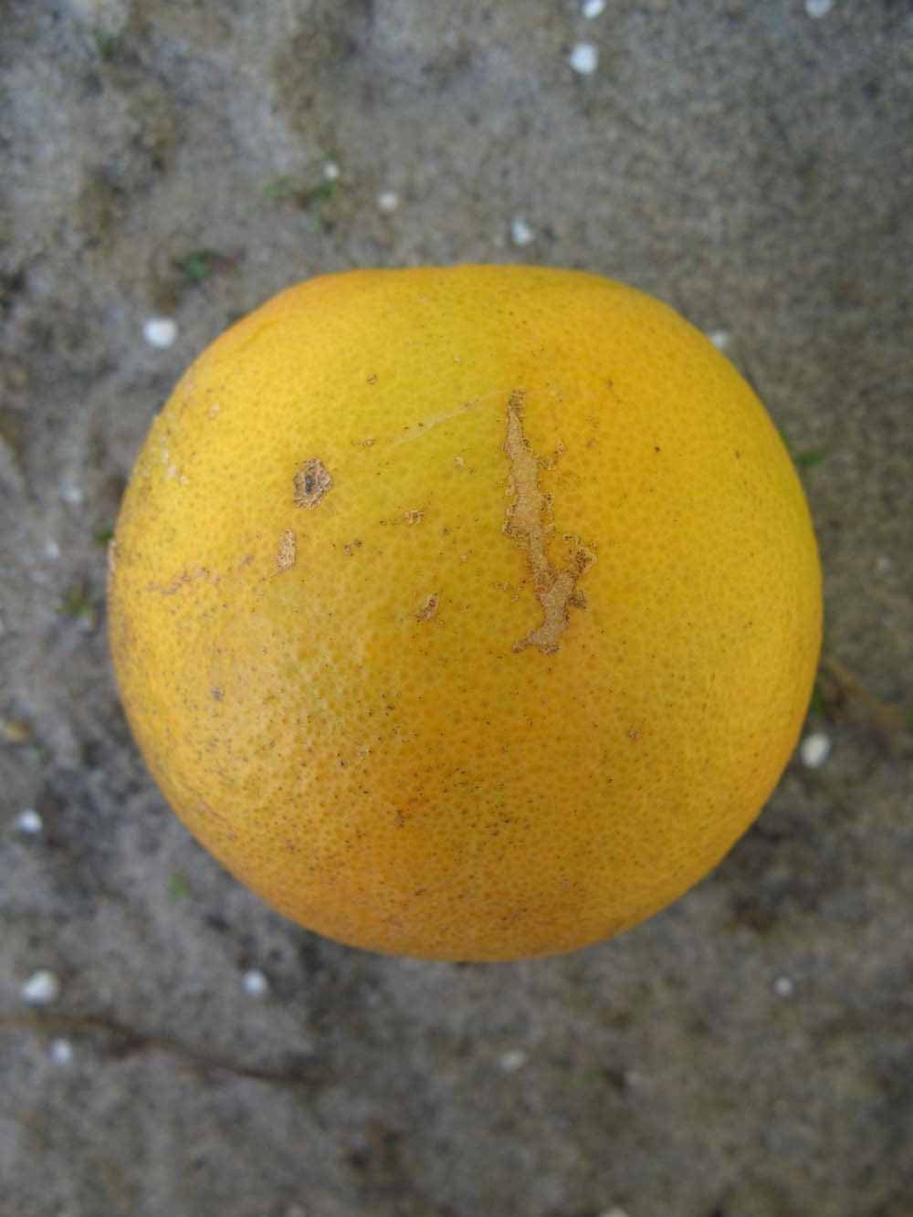              Fruit (Winter Haven, FL)       