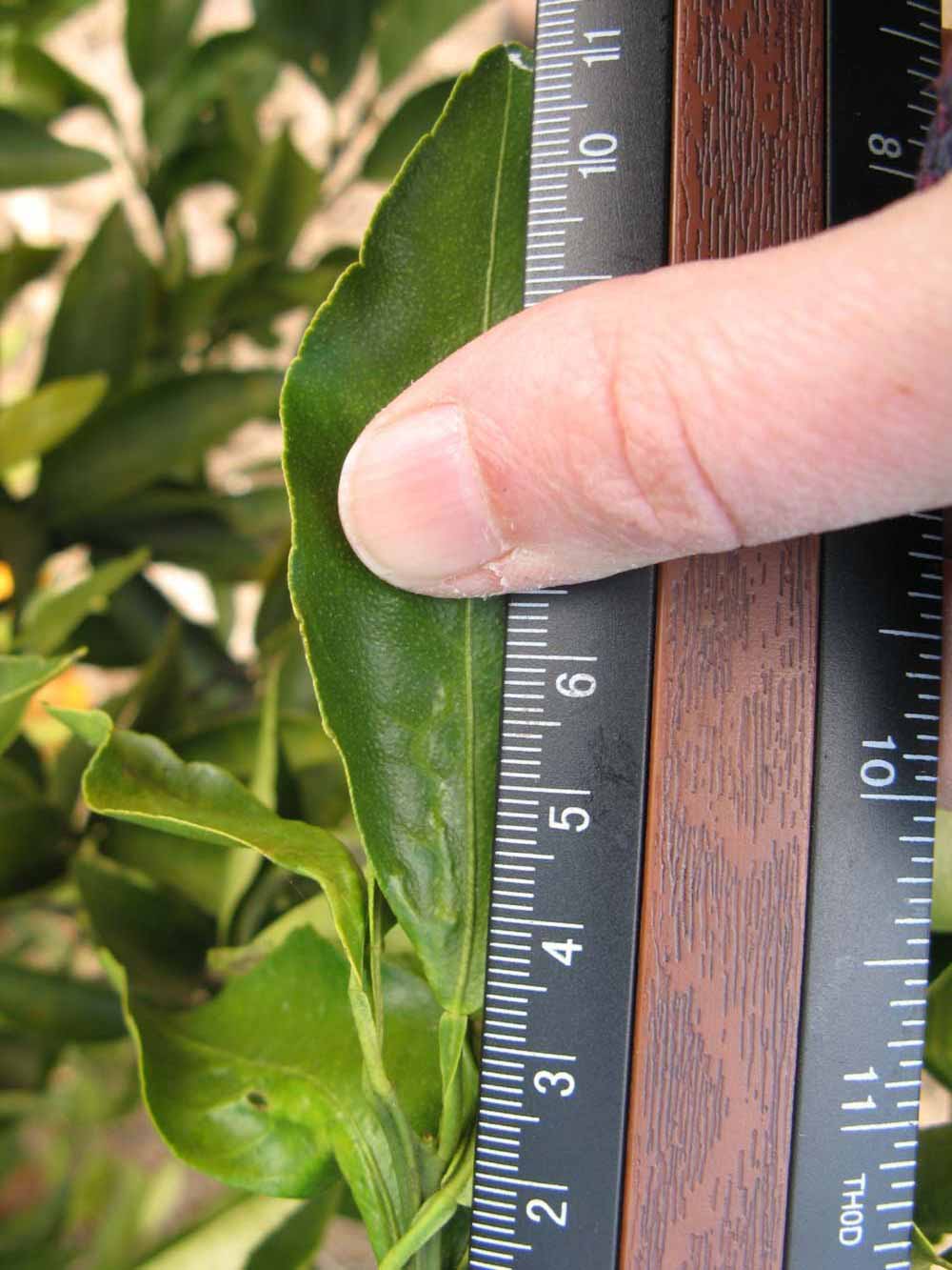              Unifoliolate leaf (Winter Haven, FL)       