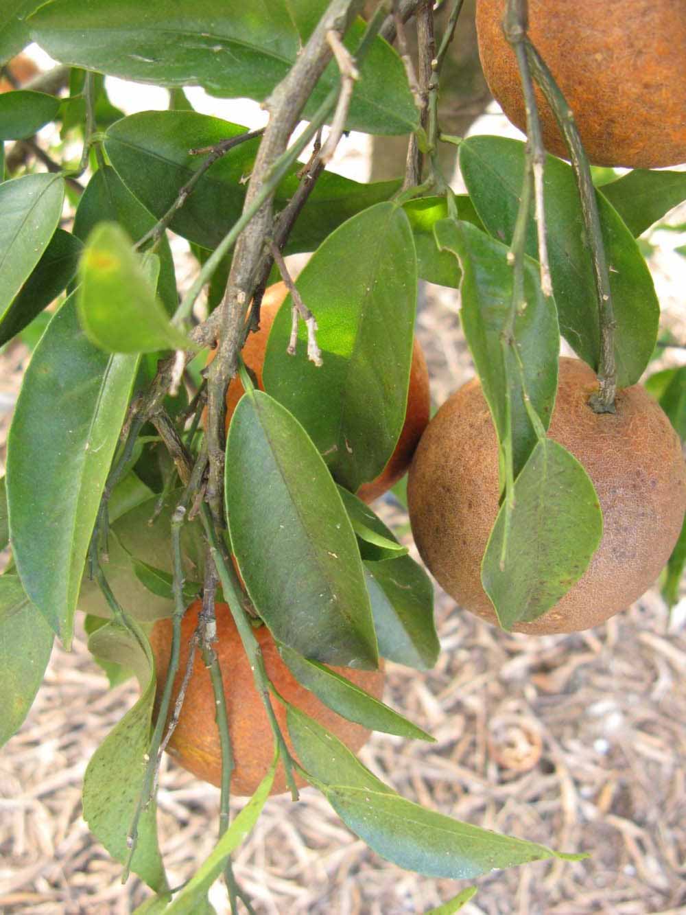            Shade leaves (Winter Haven, FL)   