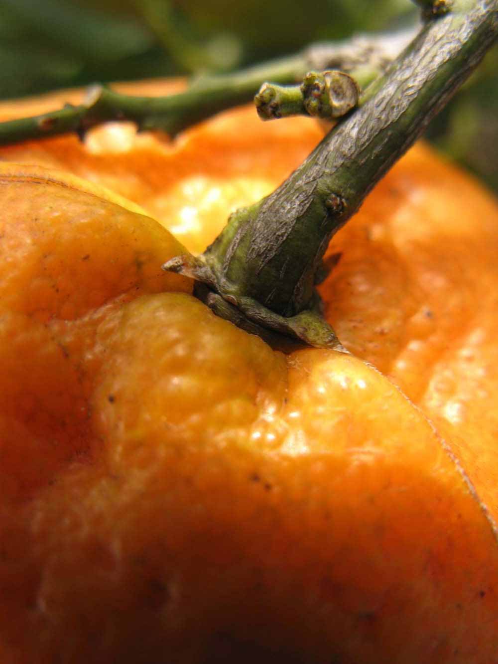              Fruit (Winter Haven, FL)       