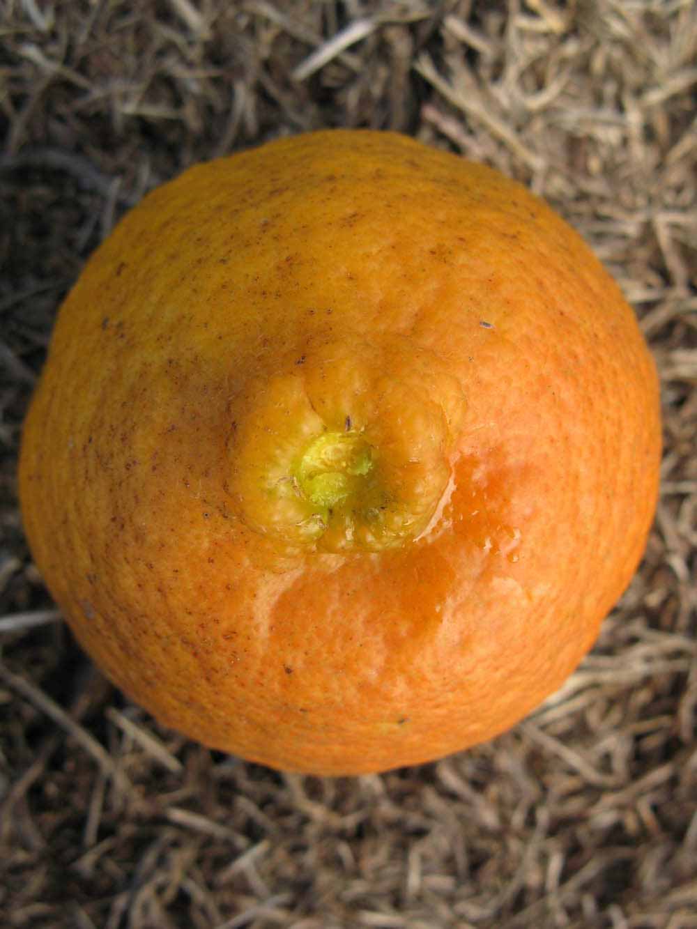              Fruit (Winter Haven, FL)       