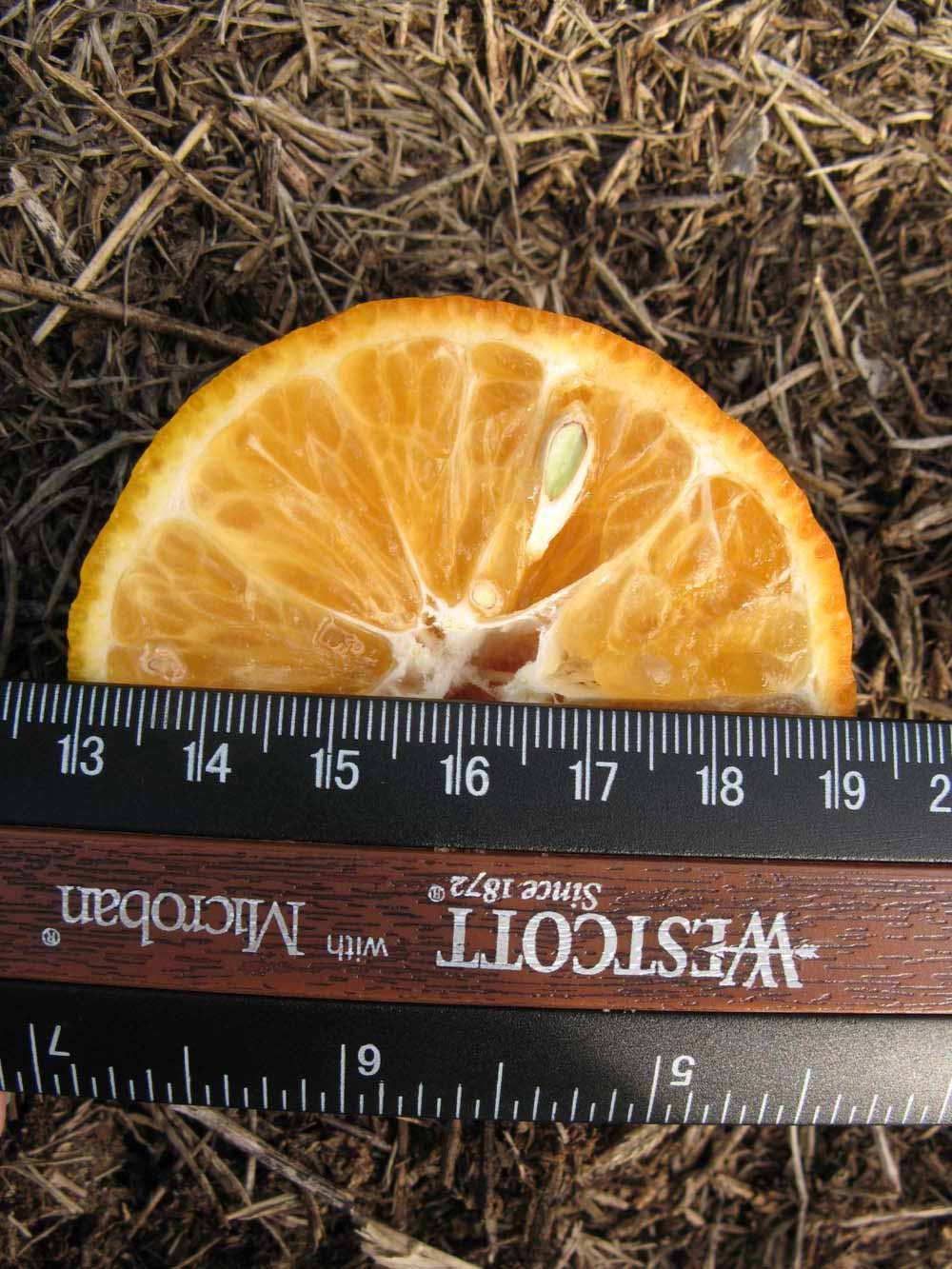              Fruit cross-section (Winter Haven, FL)       