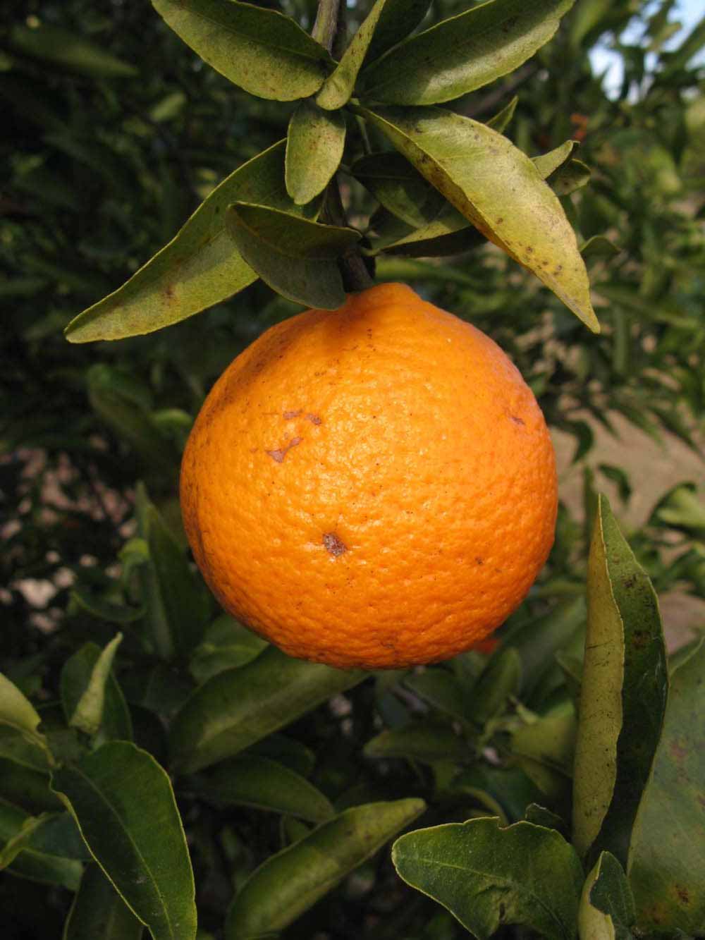              Fruit (Winter Haven, FL)       