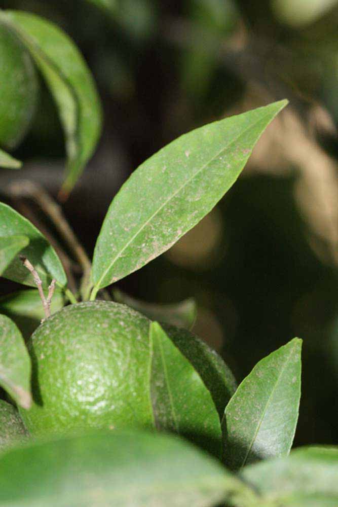              Unifoliolate leaf (Riverside, CA)       