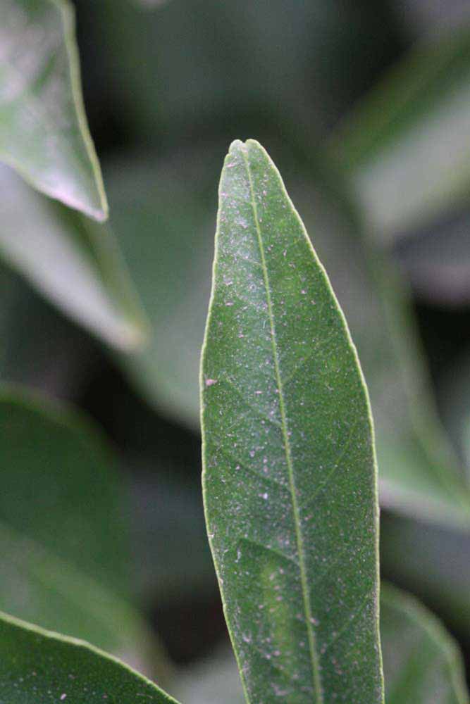              Margin (Riverside, CA)       