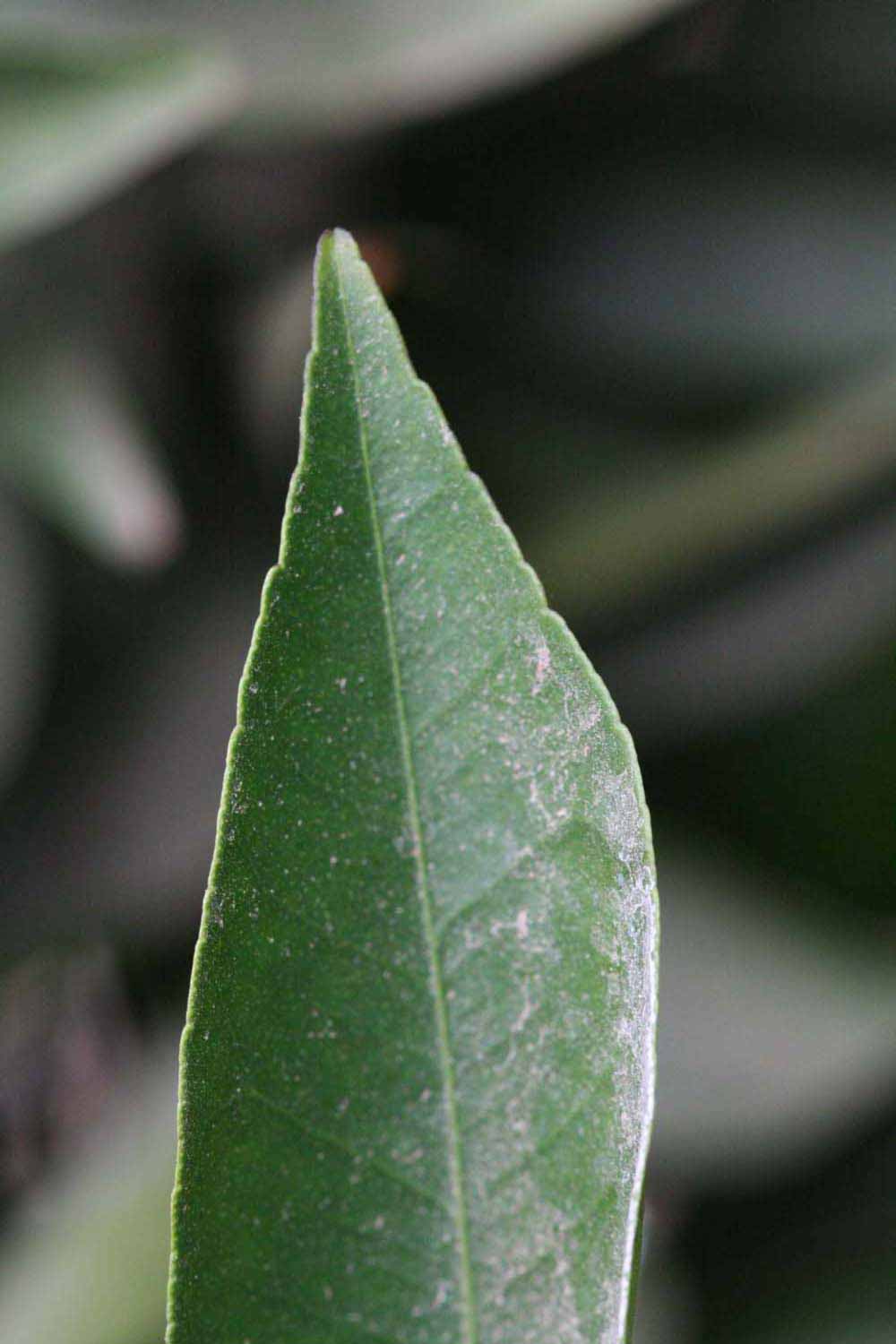              Margin (Riverside, CA)       