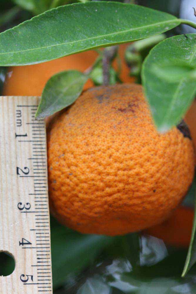            Fruit (Riverside, CA)   