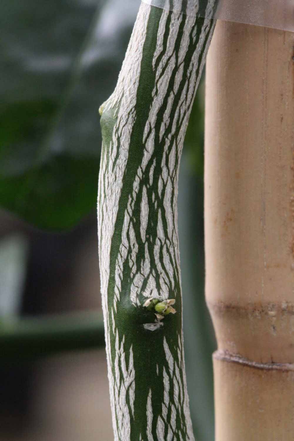              Second - third year twig (Riverside,   CA)       