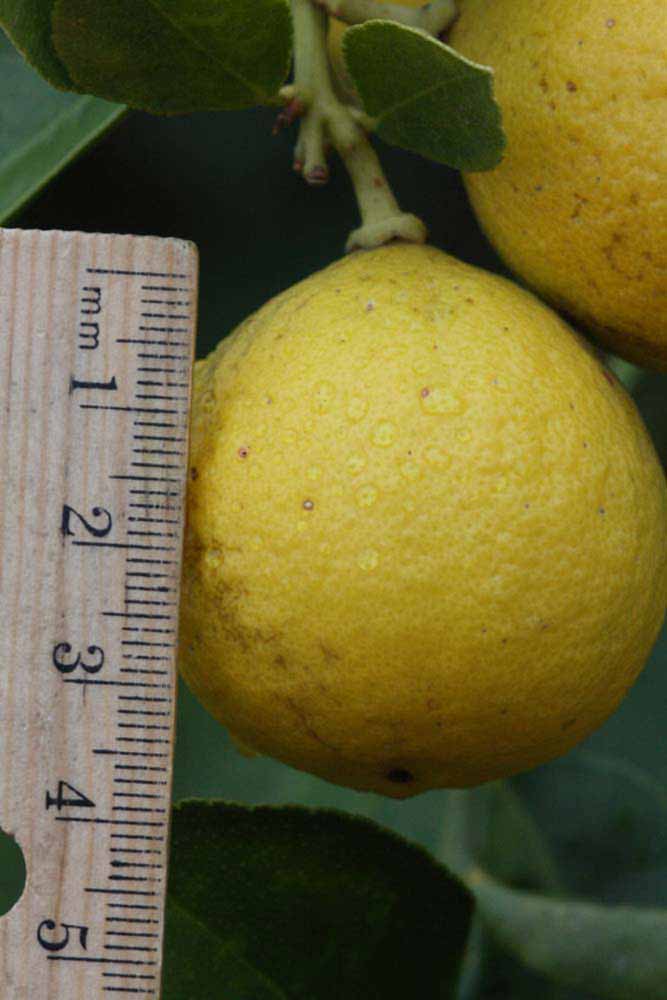              Fruit (Riverside, CA)       