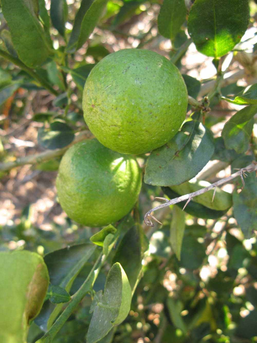              Fruit (Winter Haven, FL)       