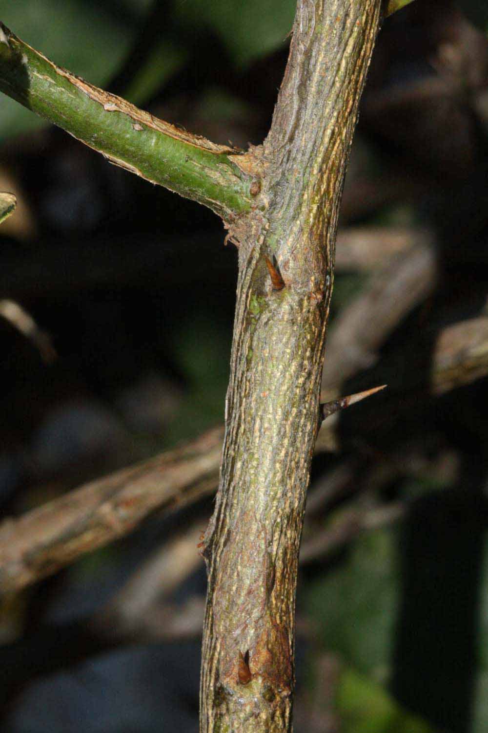              Second - third year twig (Riverside, CA)       