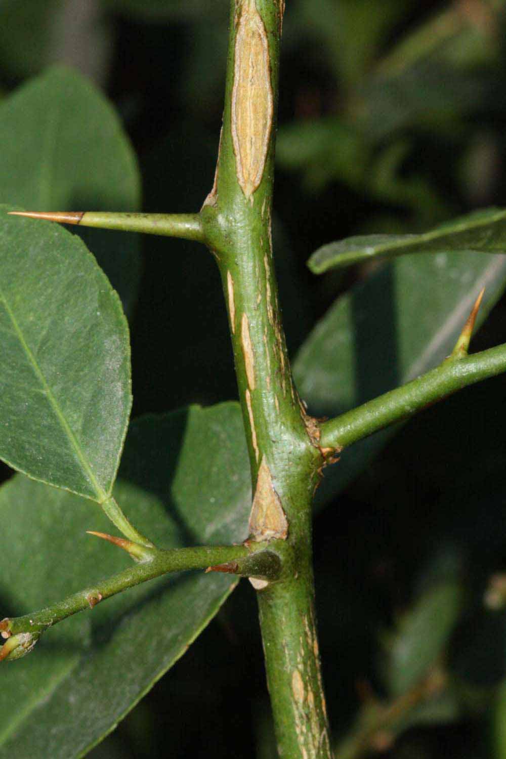            First year twig (Riverside, CA)   