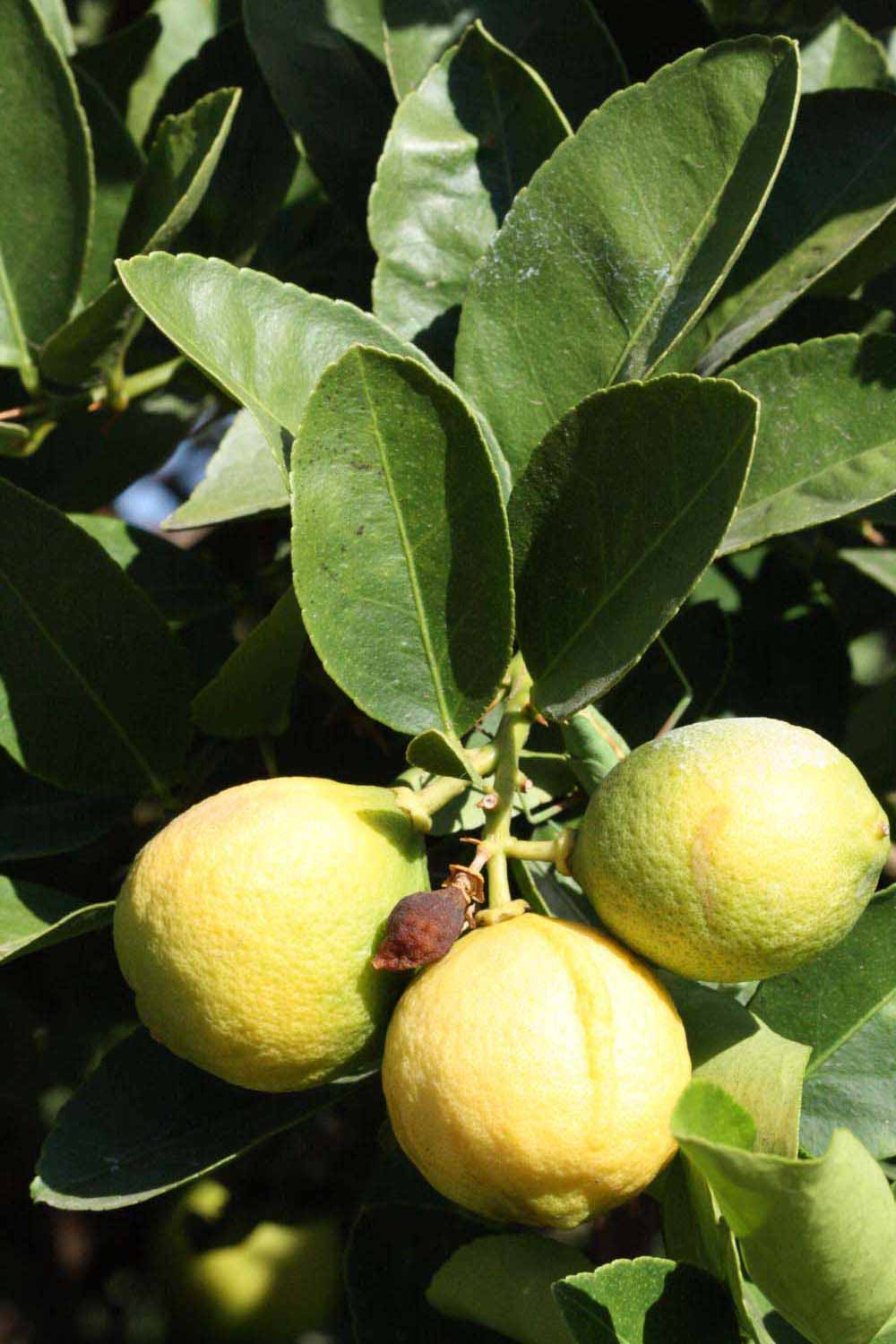            Fruit (Riverside, CA)   