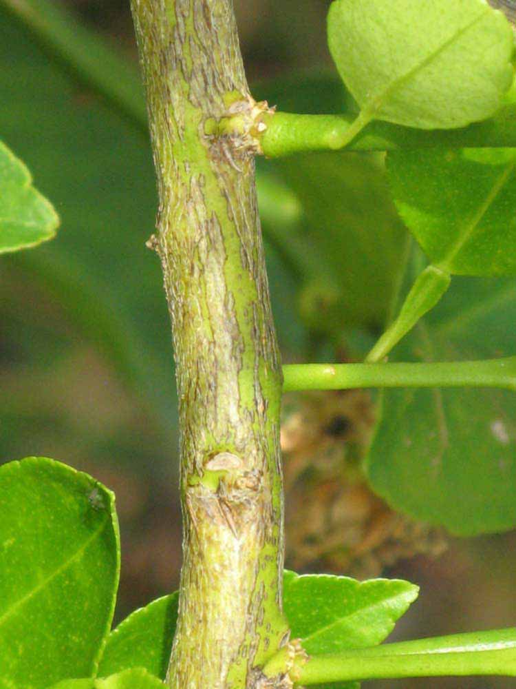              Second - third year twig (Winter Haven, FL)       