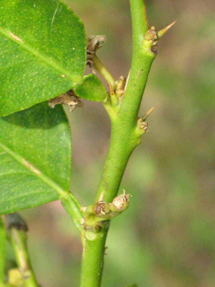            First year twig (Winter Haven, FL)   