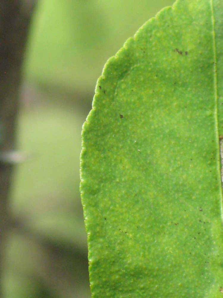              Margin (Winter Haven, FL)       