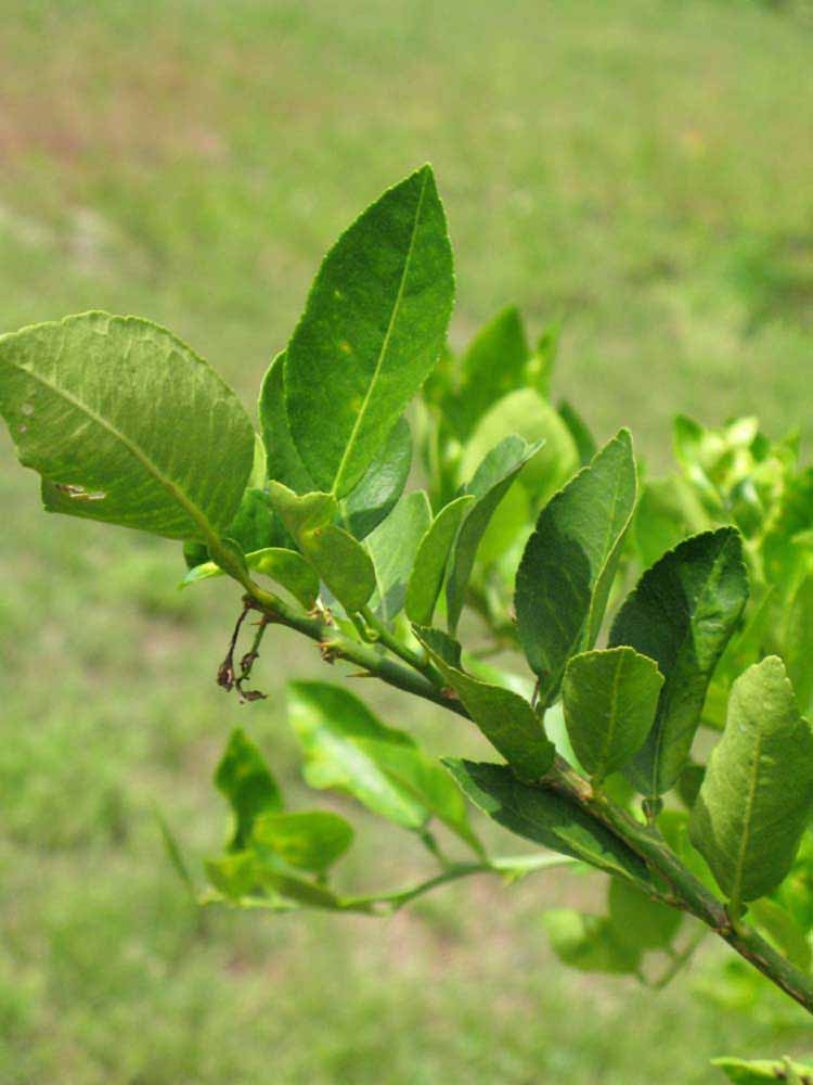              Sun leaves (Winter Haven, FL)       