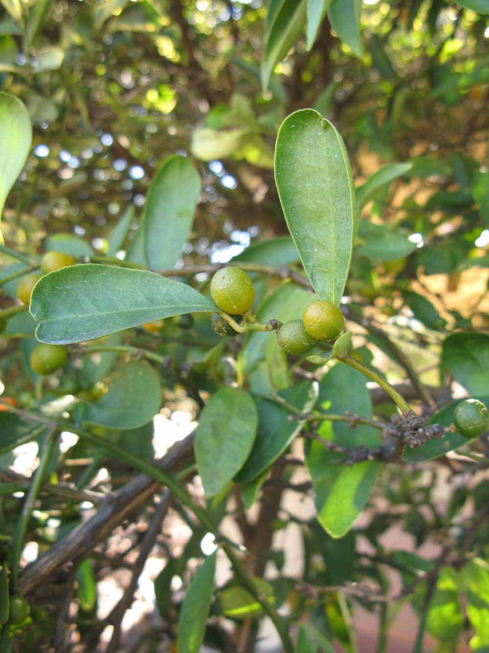            Shade leaves (Winter Haven, FL)   