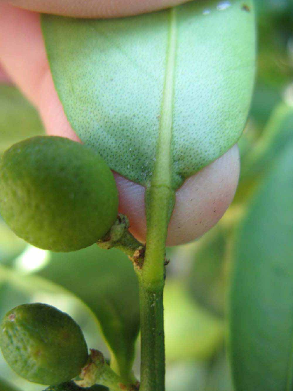              Petiole (Winter Haven, FL)       