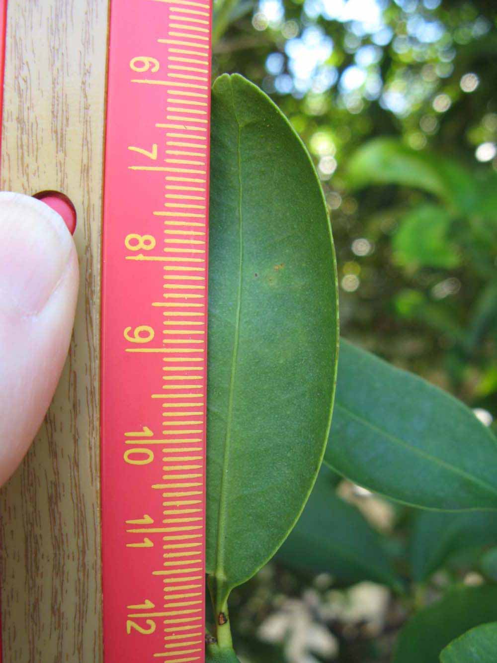              Unifoliolate leaf (Winter Haven, FL)       