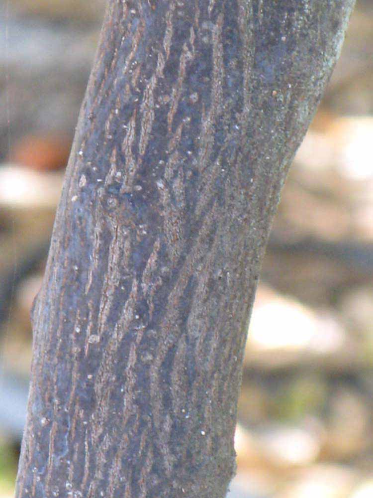            Bark (Winter Haven, FL)   