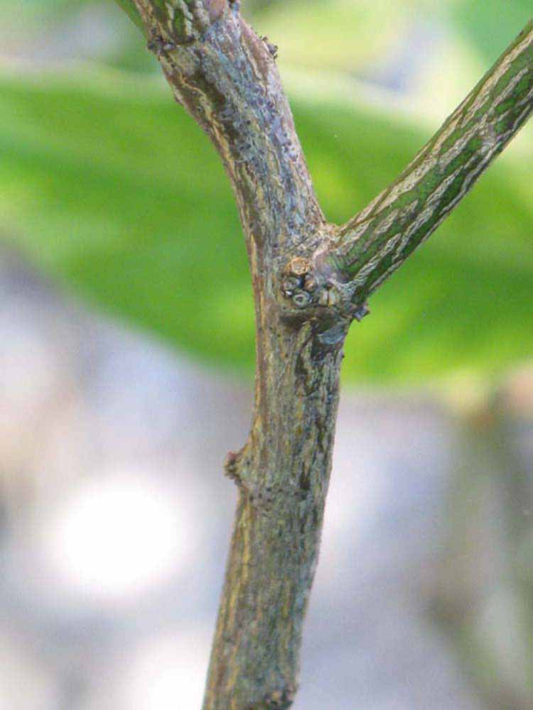              Second - third year twig (Winter Haven, FL)       