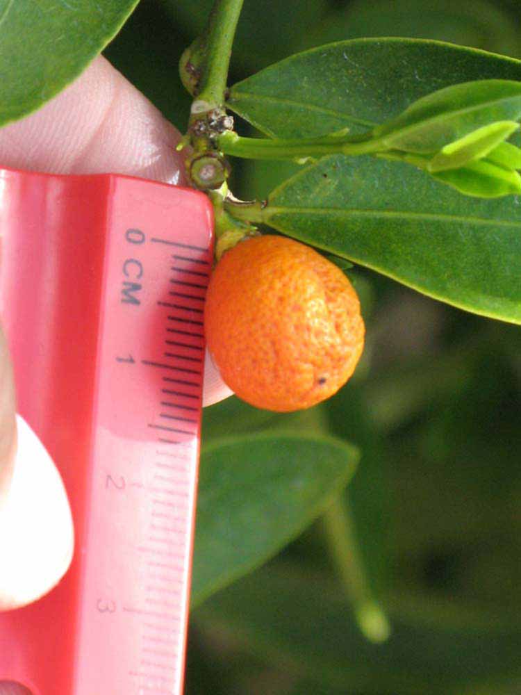            Fruit (Winter Haven, FL)   