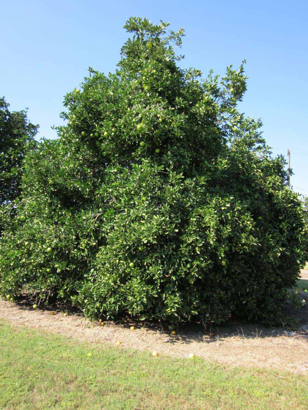            Habit (Winter Haven, FL)   