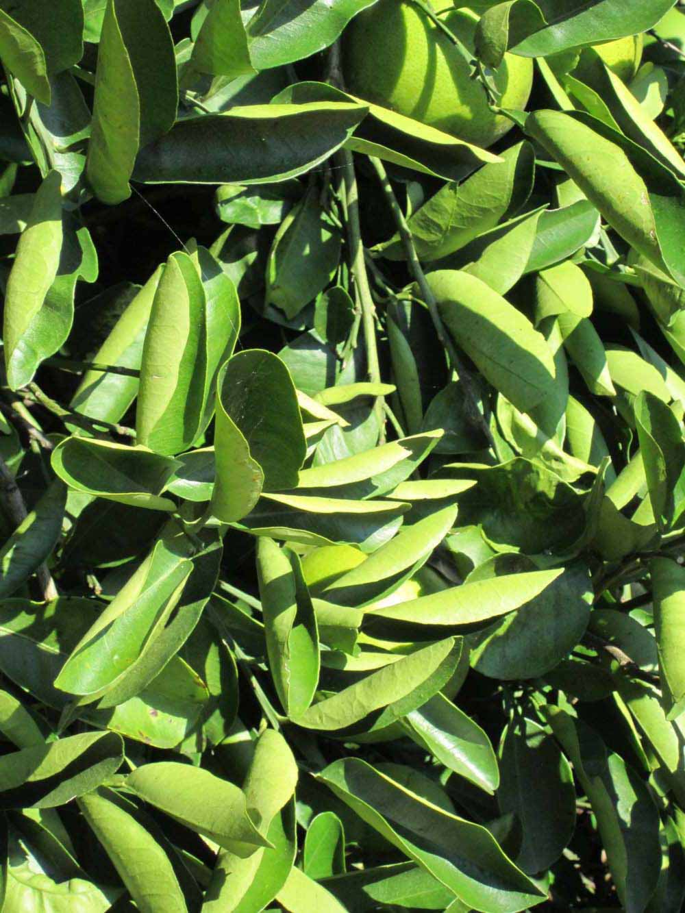              Sun leaves (Winter Haven, FL)       