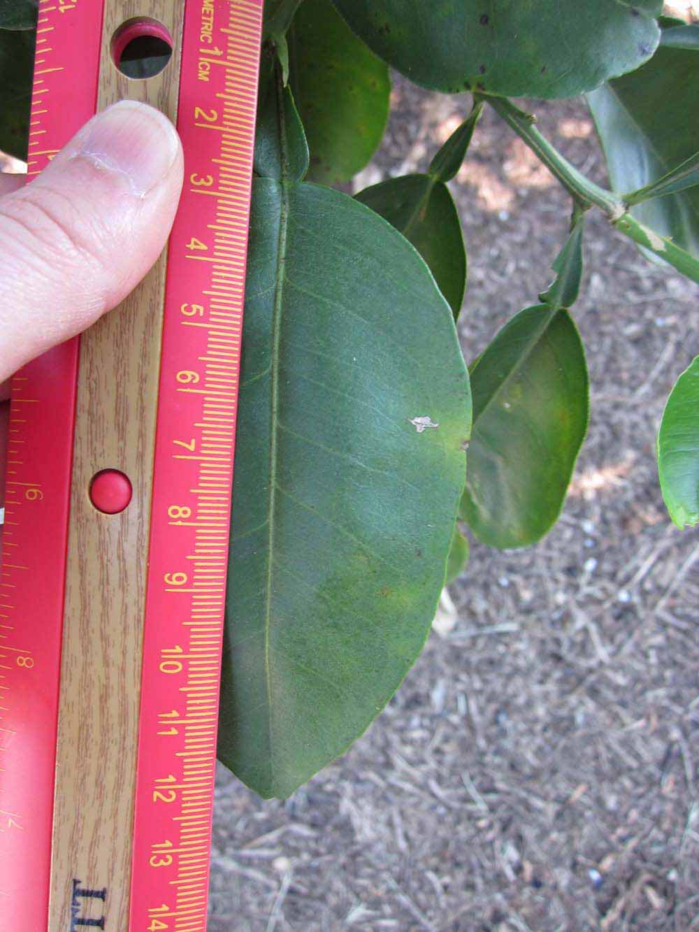              Unifoliolate leaf (Winter Haven, FL)       