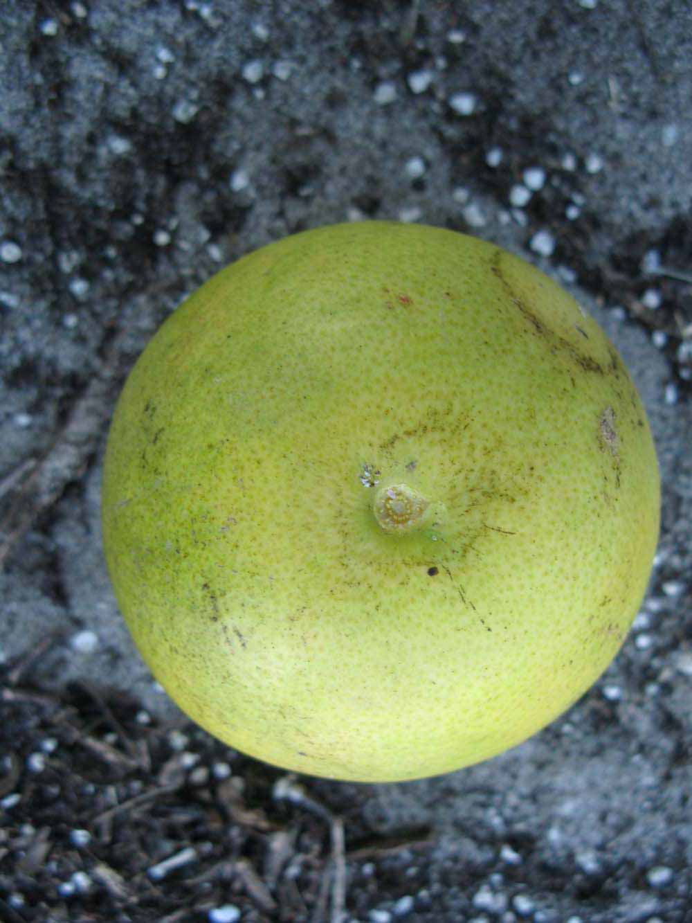              Fruit (Winter Haven, FL)       