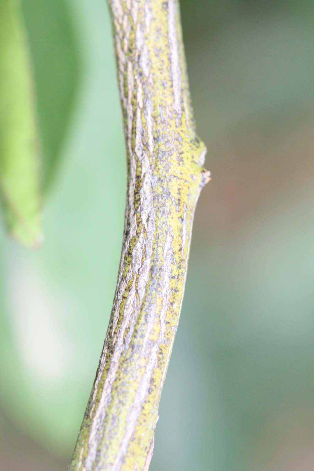              Second - third year twig (Riverside, CA)       