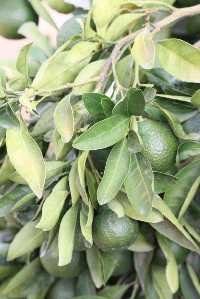              Sun leaves (Riverside, CA)       